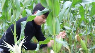 Trồng Bắp ( Ngô ) Kỹ Thuật Mới