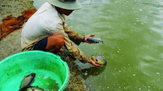 Nuôi cá rô đồng bán thâm canh ở Quảng Ninh