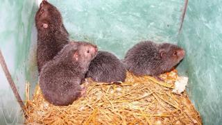 Nuôi con Dúi – Nuôi con Cúi