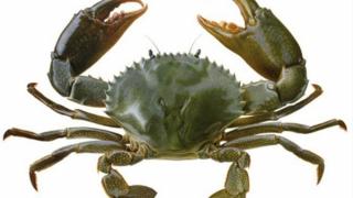 Kỹ thuật ương cua xanh ( Cua biển ) bột lên cua giống