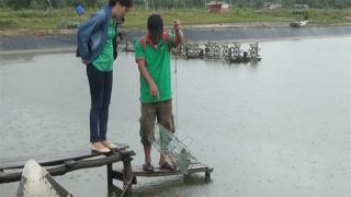 Nuôi cua thương phẩm, mở ra hướng đi mới