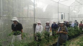 Ứng dụng công nghệ cao vào nông nghiệp đô thị