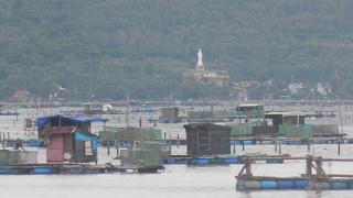 Khuyến cáo người nuôi tôm hùm