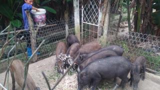 Nuôi động vật bản địa bằng thức ăn tự nhiên, doanh thu hơn 1 tỷ đồng/năm