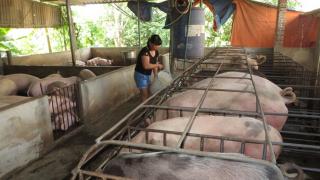 Lấy đá vực lại lợn, mô hình không thể nhân rộng