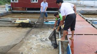 Nuôi cá lồng trên sông Hồng