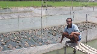 Nuôi ếch trong lồng lưới để tăng năng suất