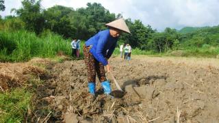 Vụ đông, vụ làm giàu nhờ liên kết bao tiêu đầu ra