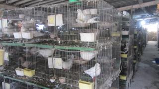 Đều đặn đưa ra thị trường hơn 900 đôi bồ câu thương phẩm, lãi 30 triệu đồng/tháng