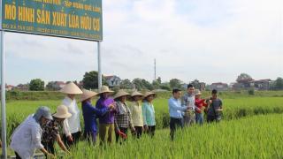 Thái Nguyên sản xuất lúa hữu cơ