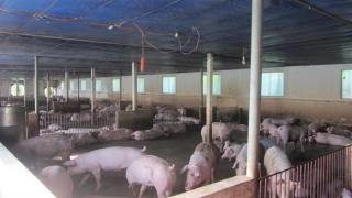 'Nữ tướng' làm trang trại tổng hợp 8ha, doanh thu 7 tỷ đồng/năm