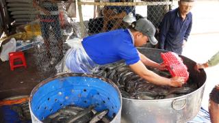 Giá cá lóc tăng mạnh, người nuôi bỏ túi hàng trăm triệu