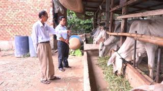 An Giang: Sẽ có 2 huyện chăn nuôi bò thịt công nghệ cao