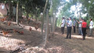 Hiệu quả mô hình nuôi gà thả vườn an toàn sinh học