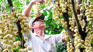 Cần Thơ: Dâu Hạ Châu được giá