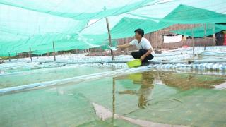 Giàu lên nhờ ương cua giống, nhiều hộ lãi 15 - 20 triệu đồng/tháng