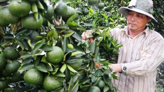 Làng tỷ phú nhờ trồng cam sành ở Hậu Giang