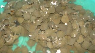 Kỹ thuật nuôi Baba Thịt Mới