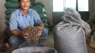 Người đầu tiên ở Nam Định nuôi lợn sạch bằng thảo dược quy mô lớn