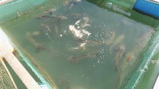 Cá bớp nuôi lồng bè trên biển Hòn Lăng lại chết hàng loạt