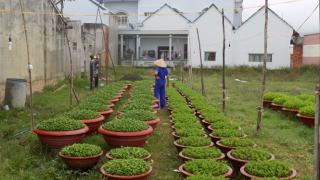 Ninh Giang tất bật trồng hoa vụ tết