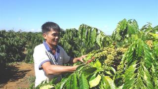 Xuất khẩu cà phê sẽ cải thiện trong quý IV?