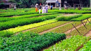 Nông dân Quảng Nam tiêu thụ nông sản tại Đà Nẵng