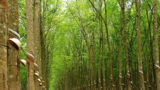 Kỹ thuật trồng và chăm sóc cây cao su