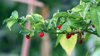 Hãi hùng giống ớt cay hơn ớt thường 1.000 lần, có thể giết chết người