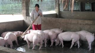 Hiệu quả nuôi lợn ngoại FH