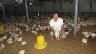 Người 'chung thân' với nuôi gà trắng