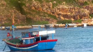 Tôm hùm thương phẩm Bình Định trúng giá