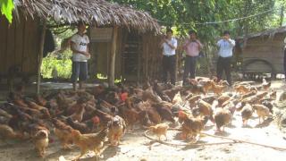 Nuôi gà theo công nghệ mới đạt hiệu quả kinh tế cao