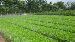 Quy Trình Giâm Hom giống keo lai – Kỹ thuật ương keo lai