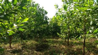 Phát triển giống phục vụ trồng rừng vùng Bắc Trung Bộ