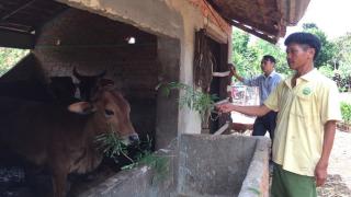 Nông dân huyện CưM’gar phát triển đàn bò lai