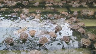 Bí quyết thành công của người có thâm niên 10 năm nuôi ếch Thái Lan