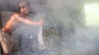 Cau non Bình Định ào ạt đi Trung Quốc, giá mua cao chưa từng có