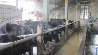 Có thu nhập cao nhờ sớm chuyển từ lợn sang nuôi bò BBB