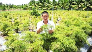 Thu tỷ đồng/năm từ trồng cây dược liệu ở Hồng Ngự