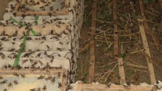 Đều đặn thu 20 triệu đồng/tháng từ trang trại dế 50m2 phía sau nhà