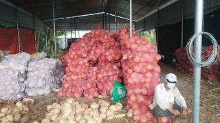 Giá dừa khô Bến Tre tăng kỷ lục