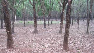 Sốt thị trường gỗ cao su thanh lý