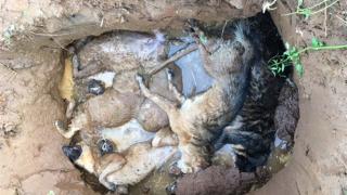 Tiêu hủy 72 con chó không rõ nguồn gốc