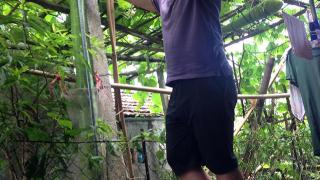 Kỳ Lạ: giống bầu dài khủng, dài gần 2m mỗi quả