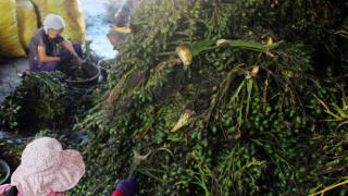 Cau trái tăng giá, nhà vườn bội thu