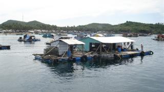 Nuôi biển - Hướng đi quan trọng cho ngành thủy sản