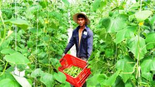 Trang trại 'triệu đô' của chàng sinh viên bỏ học làm nông nghiệp công nghệ cao