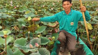 15ha sen lãi 100 triệu đồng/tháng