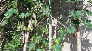 Kỳ Lạ: giống mướp rừng dài hơn 2m ở Nghệ An